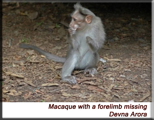 Devna Arora - Monkey with a missing forelimb